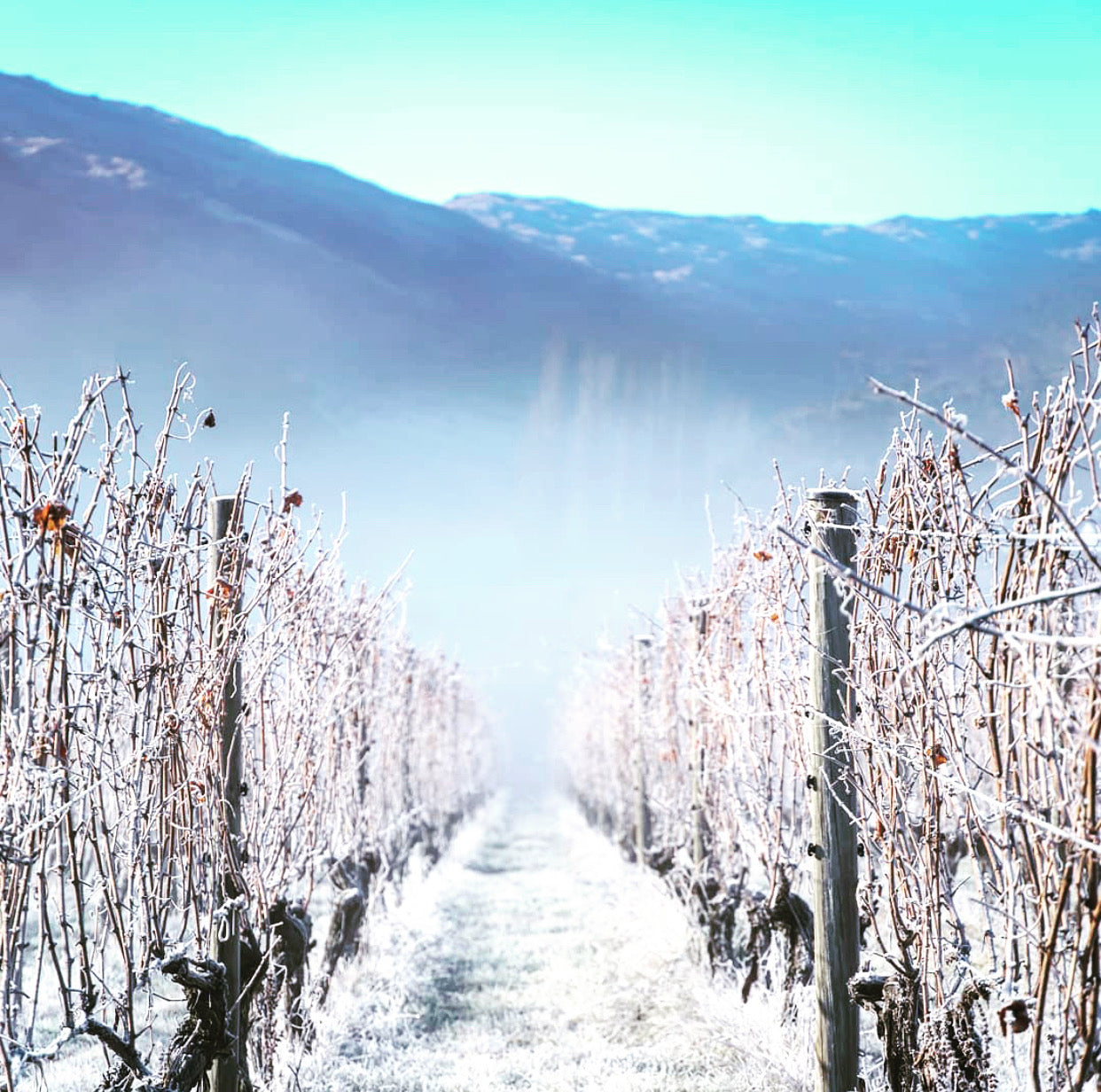 Il Veneto e le sue perle vitivinicole