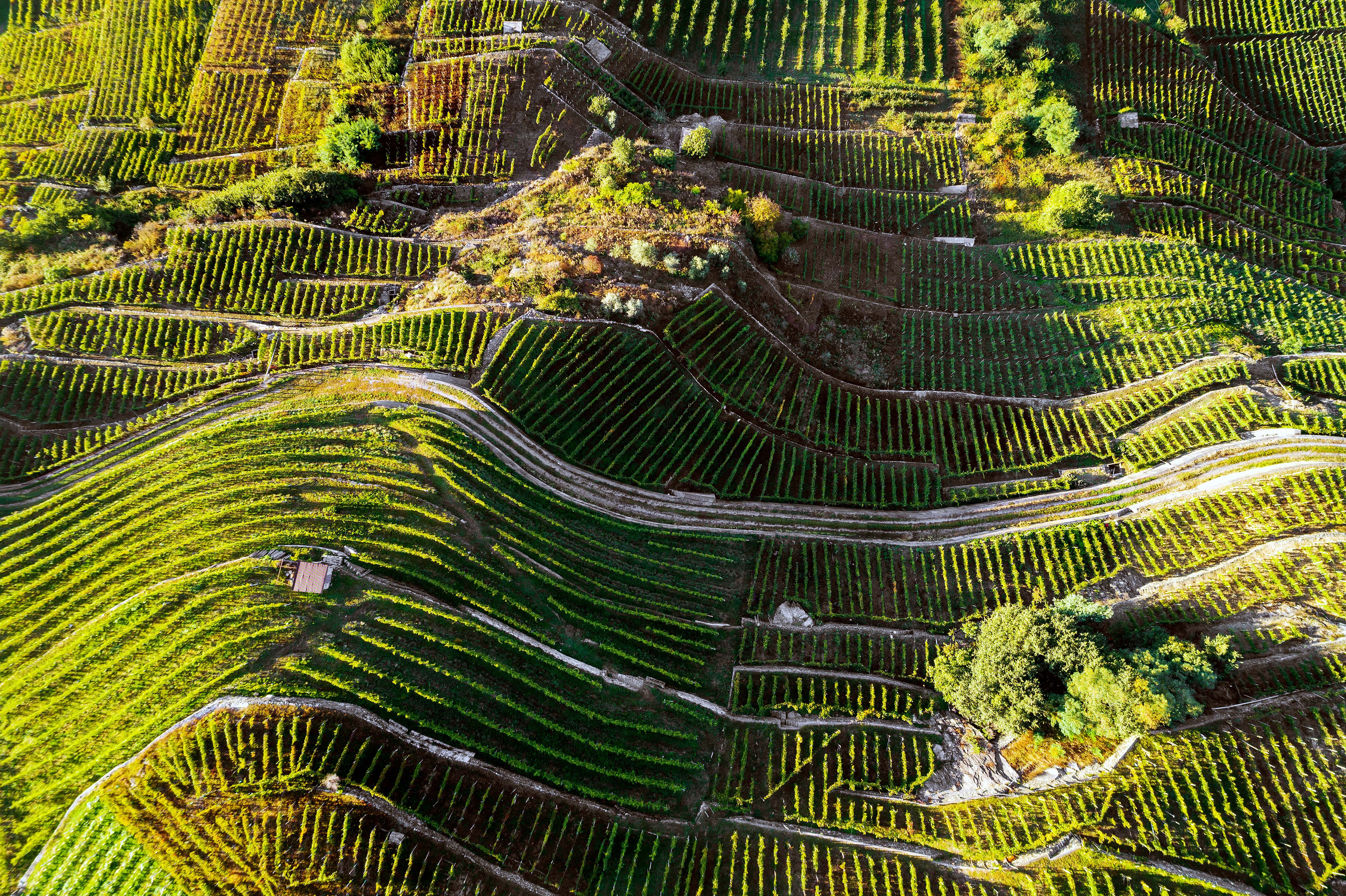 La Valtellina e il Nebbiolo delle Alpi