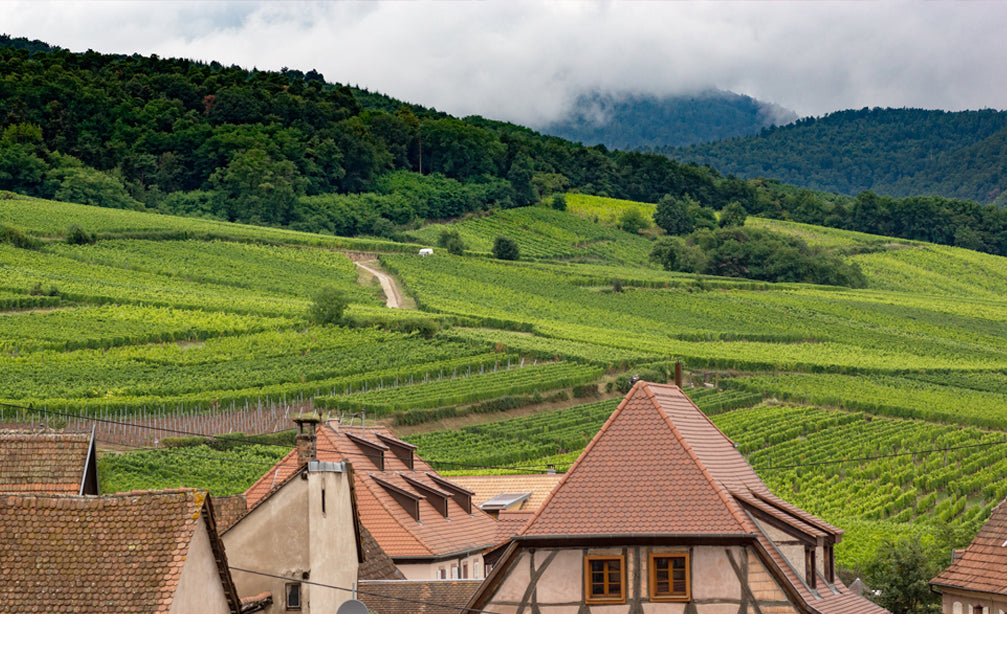 Riesling, il principe dei bianchi