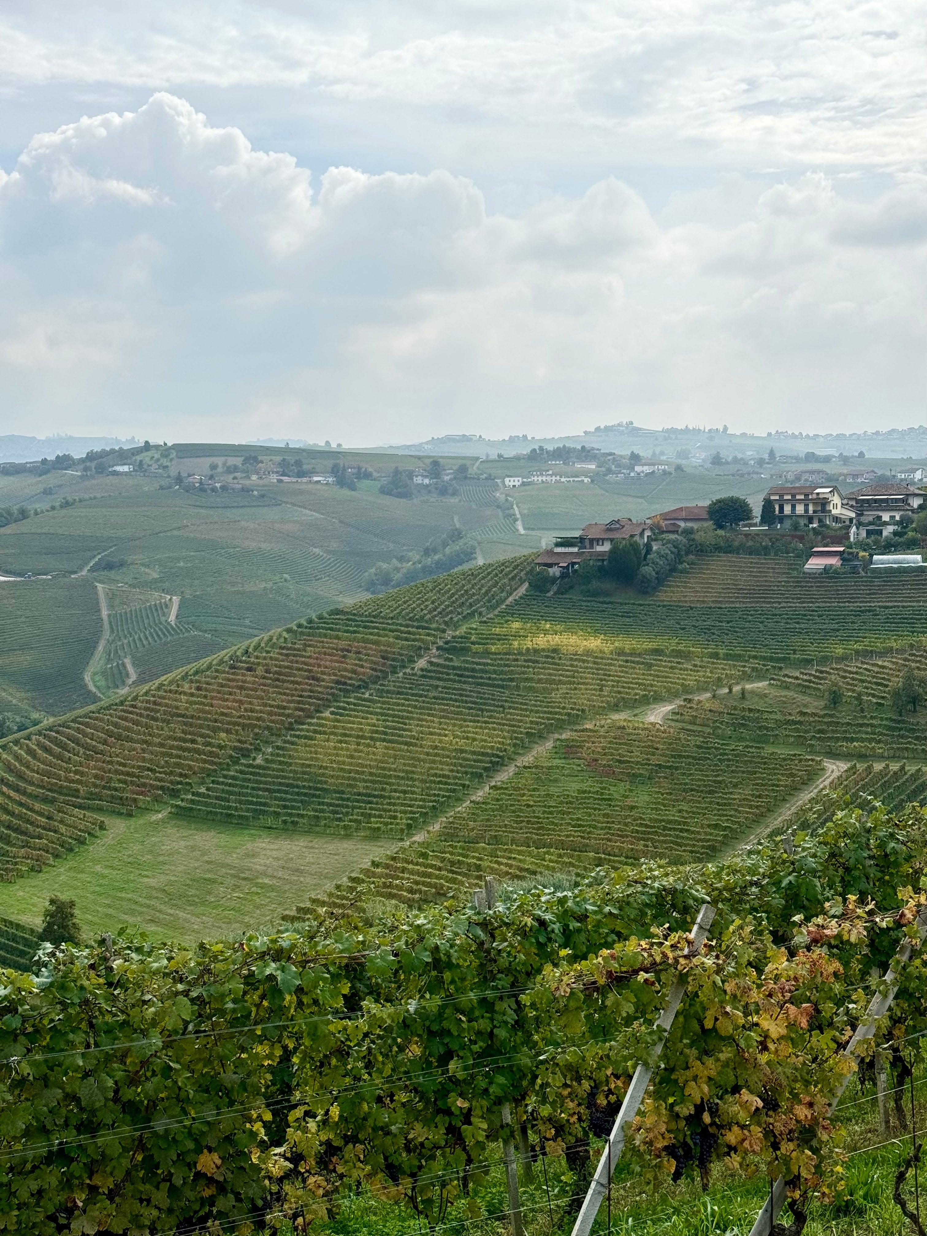 Le Langhe e la Cantina Giacomo Conterno: Tradizione, Terroir e Barolo d'Eccellenza