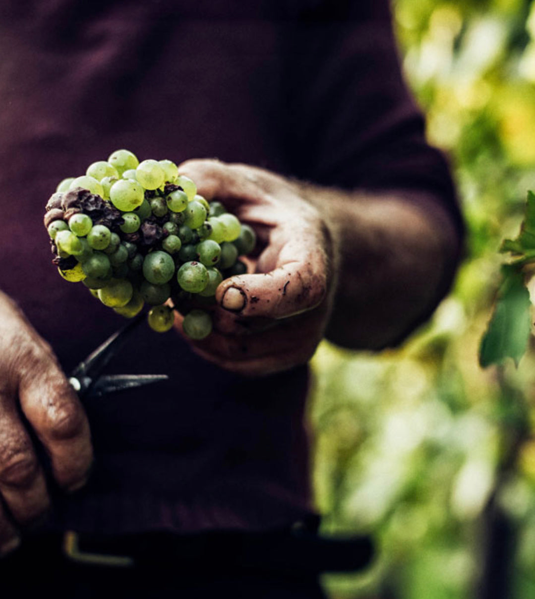 Ferragosto al sapore di vino