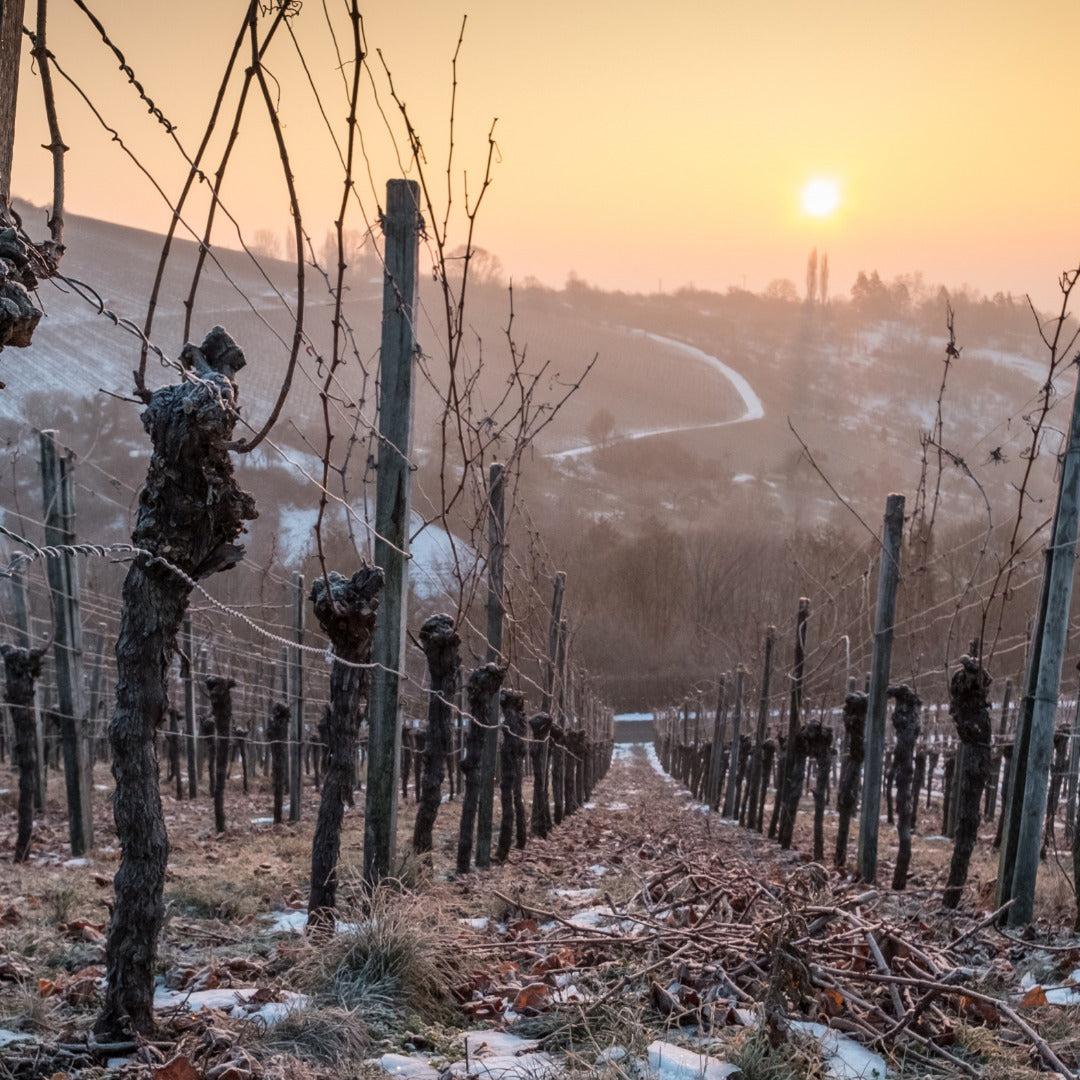 L'Abruzzo, il Trebbiano e due sue Straordinarie Cantine