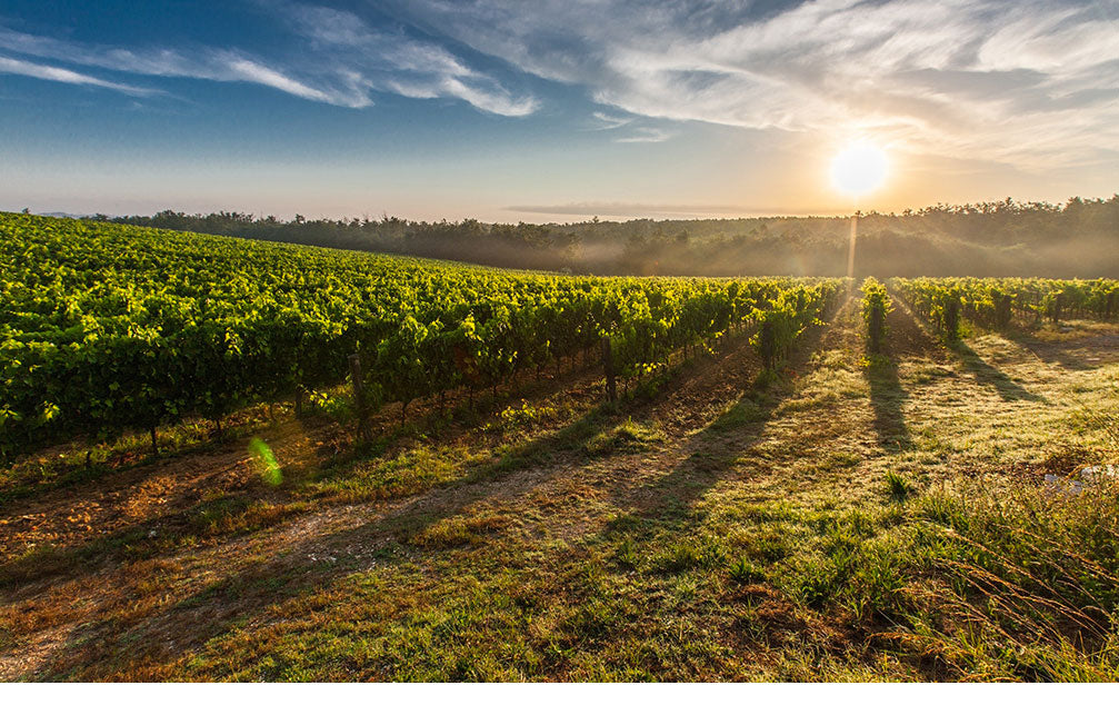 Settembre tra vigne e cantine