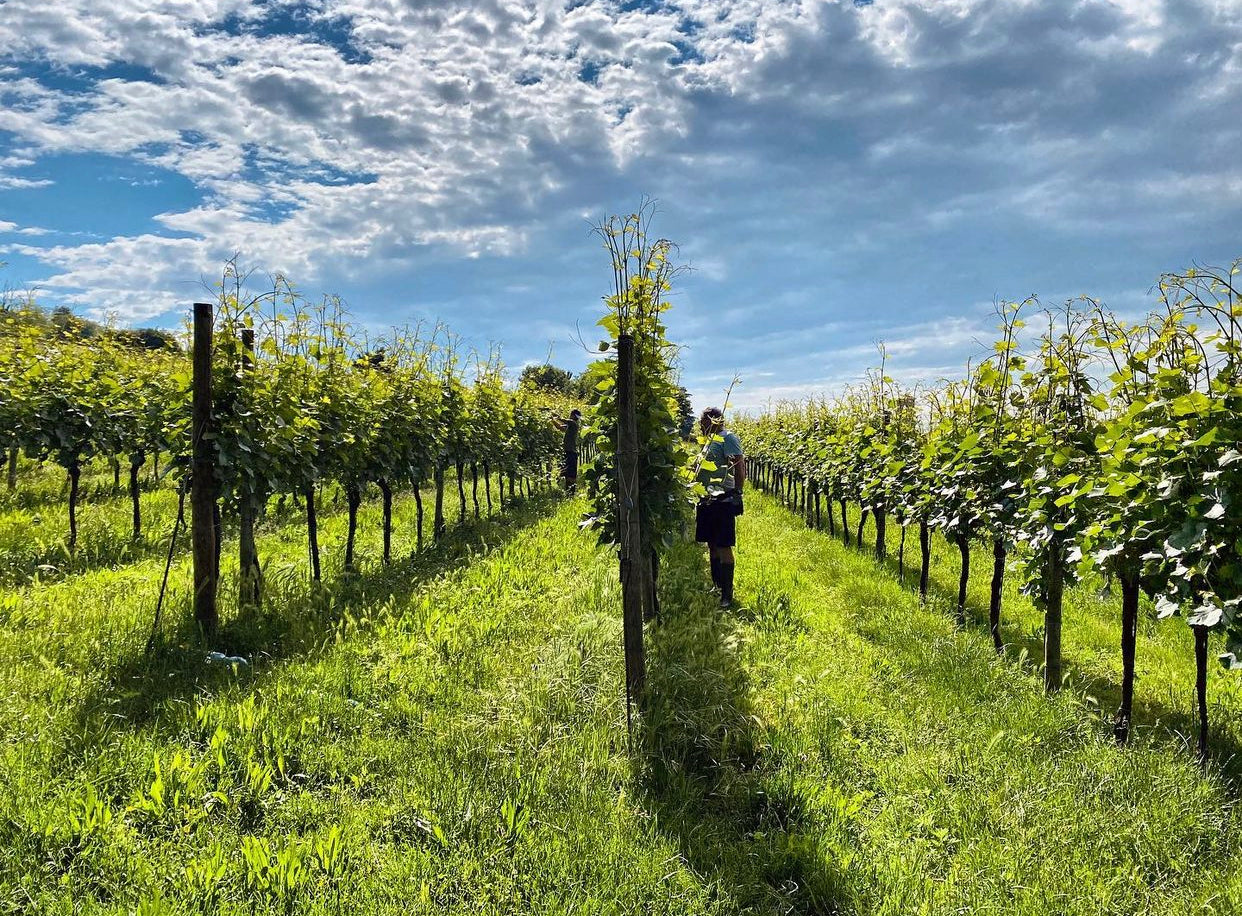 Vino dalle alpi alle colline